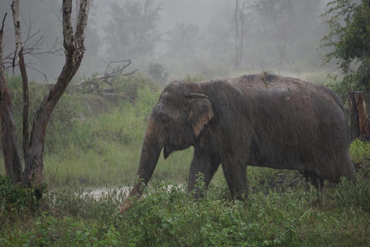I Love Phants Lodge Ban Huai Thawai Exterior foto